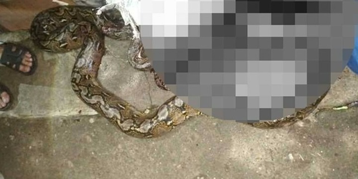 Xót xa người đàn ông bị trăn khổng lồ dài 4m siết đến thiệt mạng
