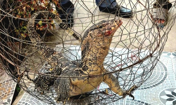 Phát hiện kỳ đà hoa “khủng” 8,5 kg trong vườn nhà, người dân Đồng Tháp giao nộp chính quyền
