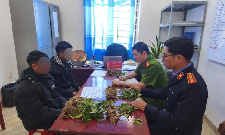 Bắt giữ 2 đối tượng chuyên trộm cắp sâm Ngọc Linh quý hiếm
