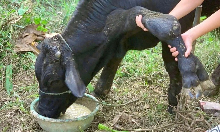 Ngỡ ngàng chú bò 6 chân tại Thanh Hóa, nhiều người trả giá cao chủ vẫn lắc đầu không bán
