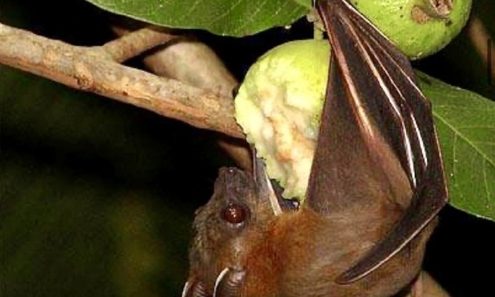 Thứ trưởng Bộ Y tế gửi công văn khẩn liên quan đến dịch Nipah