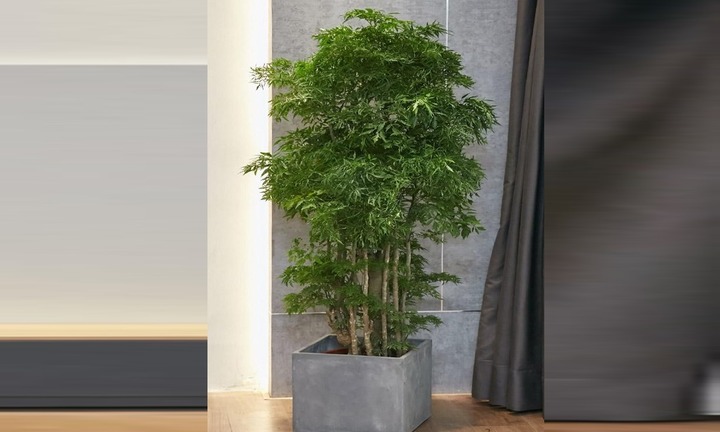 Hoa và quả của cây đinh lăng có công dụng gì?