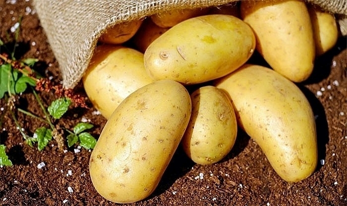 Lợi ích tuyệt vời của khoai tây với sức khỏe