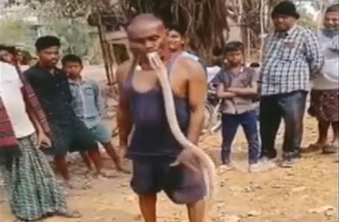 Clip: Người đàn ông dùng miệng cắn rắn hổ mang cực độc giữa đám đông, kết cục gây bất ngờ