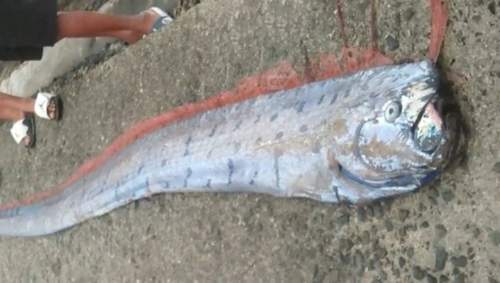 Clip: Bắt cá mái chèo khổng lồ dài 3 mét trên biển