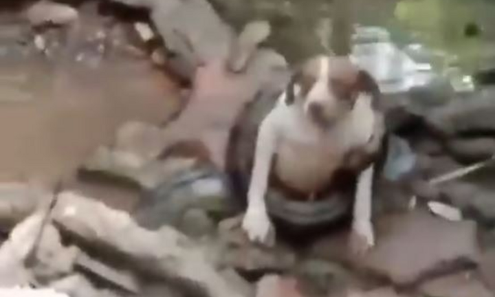 Clip: Bắt giữ trăn khổng lồ dài hơn 6 mét siết chặt chó nhà