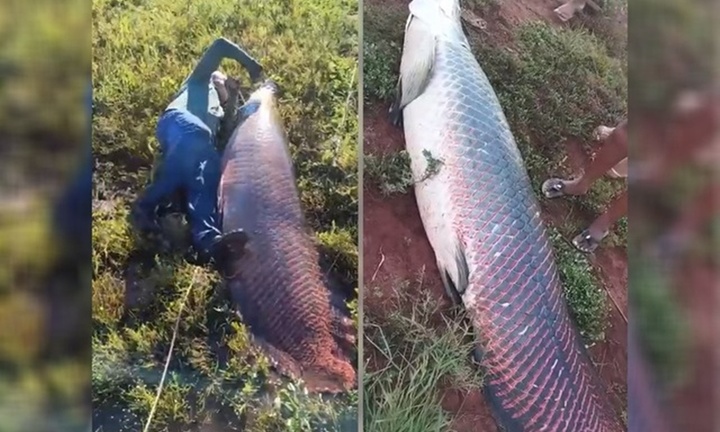 Clip: Ngư dân câu được  "thủy quái " dài 2,48m, nặng 135kg ở nơi không ngờ tới