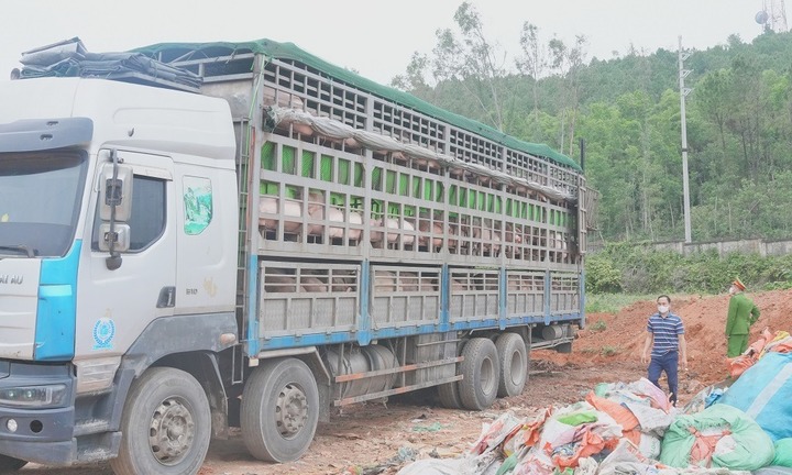 Phát hiện ô tô vận chuyển hơn 15 tấn lợn nhiễm dịch tả lợn Châu Phi đi tiêu thụ