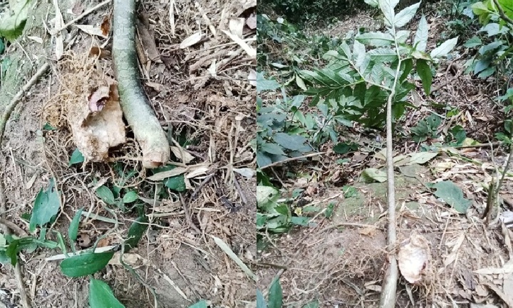 Suýt mất mạng vì ăn một thứ củ mọc trong rừng