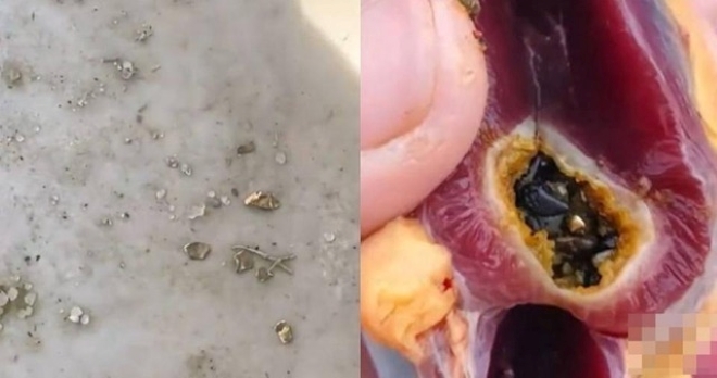 Clip: Mổ vịt ăn Tết, người đàn ông sốc nặng khi phát hiện vàng thật bên trong
