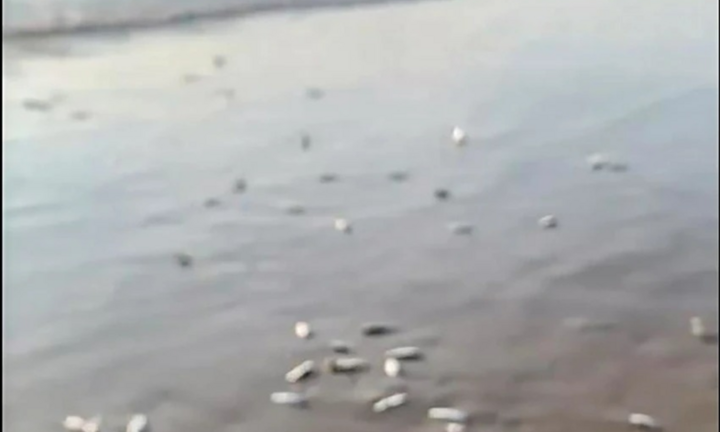 Clip: Hàng nghìn con cá trích dạt vào bờ biển Khánh Hòa