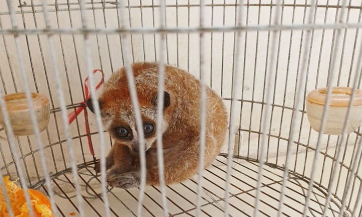 Phát hiện con vật 