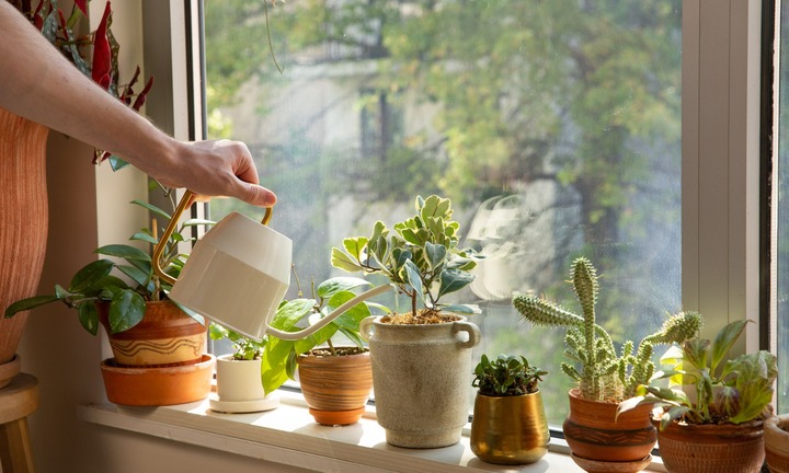 Có nên tưới nước ấm cho chậu hoa