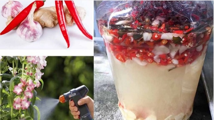 Mẹo tự nhiên giúp phòng ngừa sâu bệnh cho cây trồng