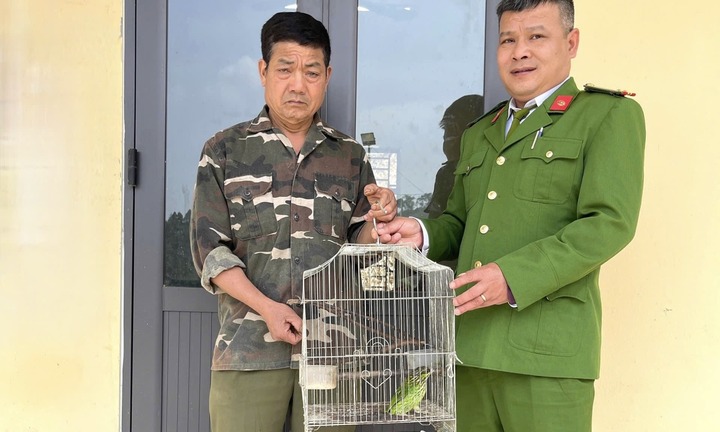 Người đàn ông tự nguyện giao nộp chim cu rốc đầu xám quý hiếm