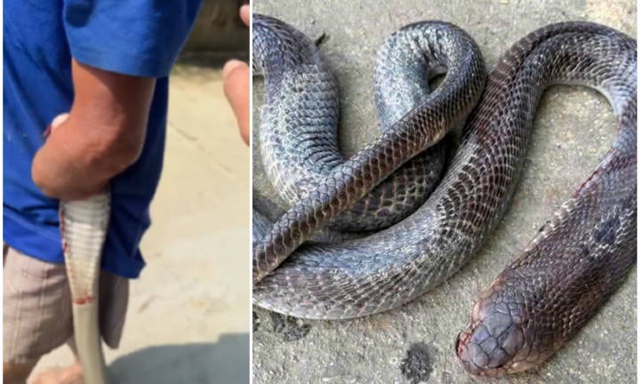 Bị rắn hổ mang dài 2 mét cắn, cụ ông 79 tuổi vẫn kẹp con vật mang về nhà rồi đi cấp cứu