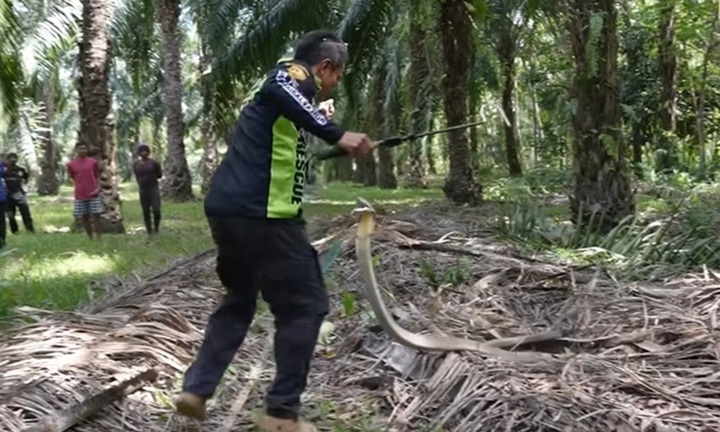 Clip: Người đàn ông tay không bắt sống rắn hổ mang chúa