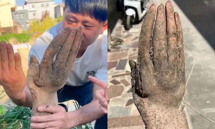 Đào được 