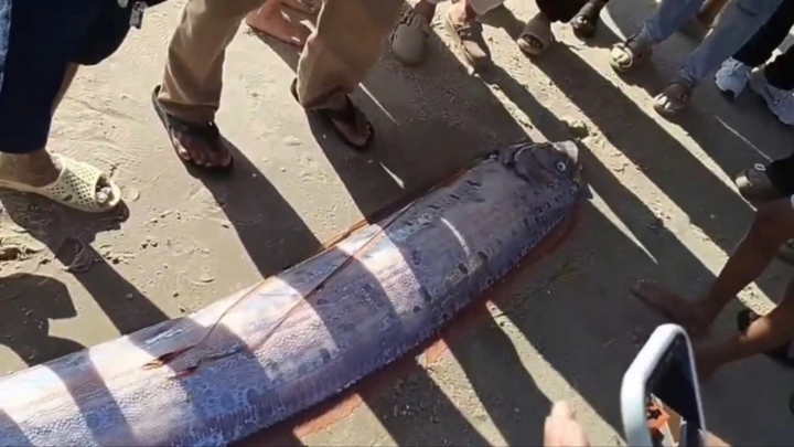 Clip: Con cá thân bạc, vây đỏ dài gần 4m dạt vào bờ biển ở Lâm Đồng, người dân hiếu kỳ vây quanh