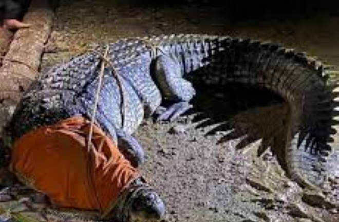 Clip: Cận cảnh bắt sống cá sấu 