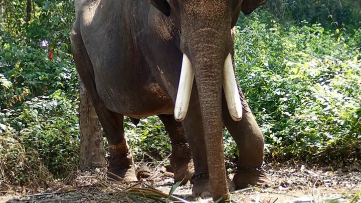 Đi tìm dê bị lạc, người phụ nữ bị voi rừng tấn công, tử vong thương tâm