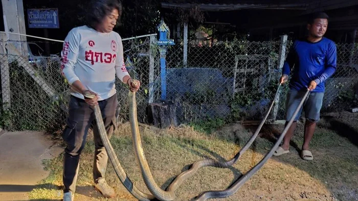 Clip: Vây bắt 2 con rắn hổ mang chúa