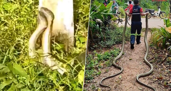 Clip: Vây bắt 2 con rắn hổ mang chúa khổng lồ quấn lấy nhau trong vườn nhà dân