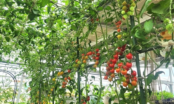 Ngỡ ngàng khu vườn