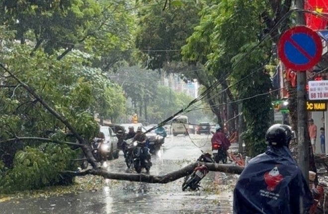 Cây xanh bật gốc đè trúng người đàn ông đi xe máy ở Hà Nội
