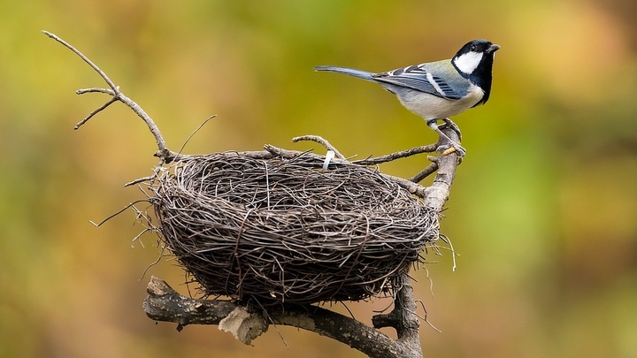 Nam sinh đòi dỡ tổ chim cho yên tĩnh để ôn thi, hiệu trưởng hồi đáp gây 
