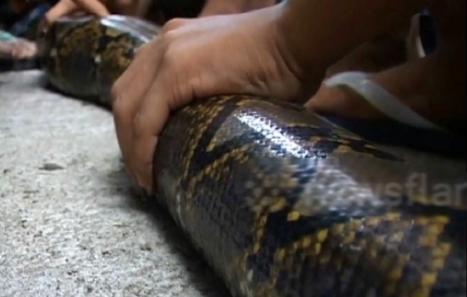 Clip: Cận cảnh vây bắt trăn