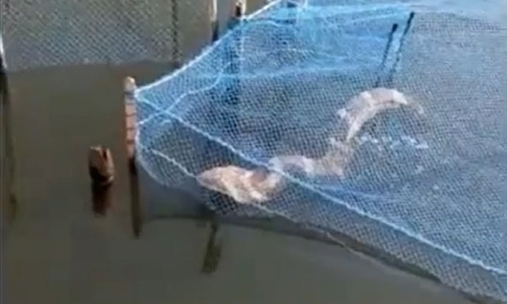 Đi thả lưới bắt cá, ngư dân kinh hoàng kéo lên rắn hổ mang chúa dài 3,6 mét