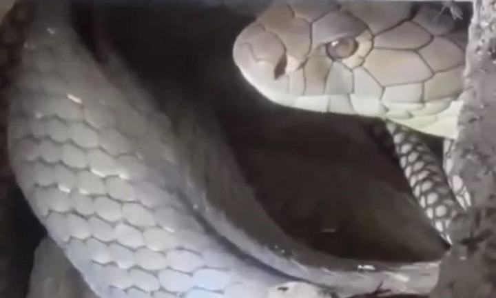 Rắn hổ mang chúa dài 4,2 mét ẩn nấp trong chuồng gà, màn khống chế kéo dài hơn 10 phút