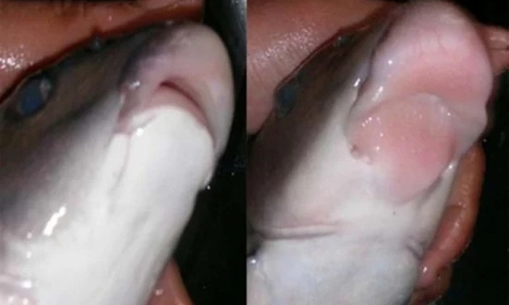 Khám phá loại cá quý hiếm xưa dùng để tiến vua, toàn thân phủ lớp vảy óng ánh màu xanh, cái miệng trông khá 