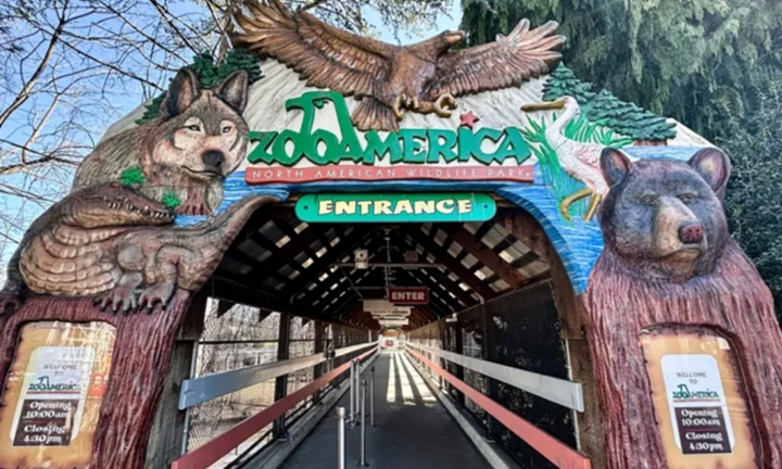 Mải dùng điện thoại, bố mẹ để con bò vào khu vực cấm gần chuồng sói, bị ngoạm trúng tay