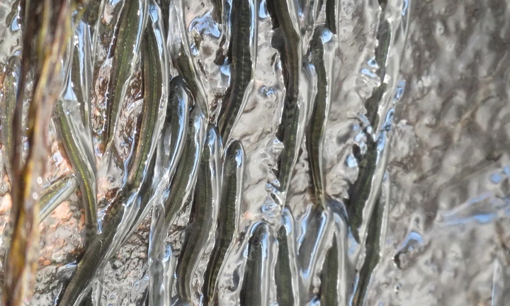 Sửng sốt cảnh hàng ngàn con cá “leo núi” ngược thác nước dựng đứng suốt 10 giờ