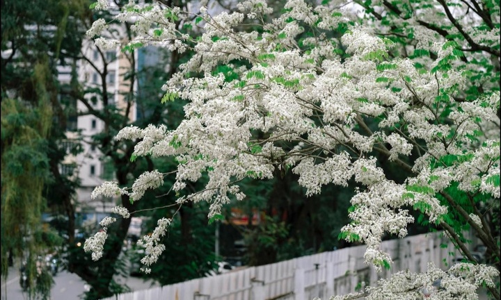 Có nên trồng cây hoa sưa trước nhà không