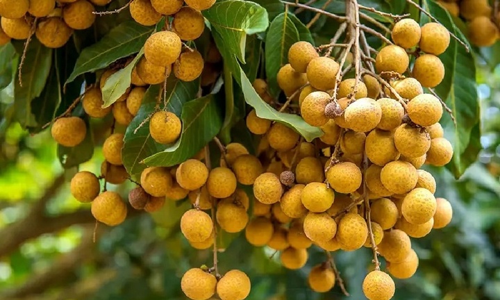 Có nên trồng cây nhãn trước nhà không?