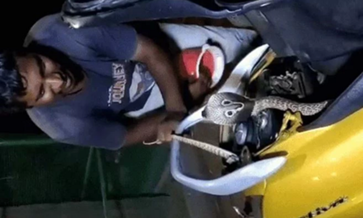 Clip: Mở cốp xe máy, người đàn ông hoảng hốt phát hiện rắn hổ mang dài 1,2m ẩn náu