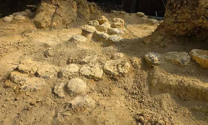 Phát hiện khoảng 100 quả trứng khủng long có niên đại khoảng 72 triệu năm tại Pháp