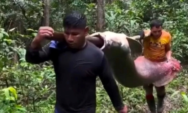 Clip: Cận cảnh con cá khổng lồ nặng 150kg cần 2 người khiêng 