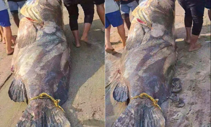 Phát hiện cá mú “khủng” nặng hơn 290kg, 6 người mới kéo được lên bờ