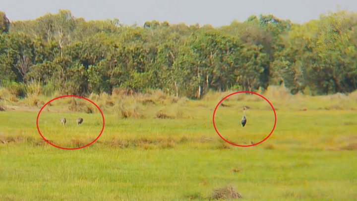 Bất ngờ đàn 26 con sếu đầu đỏ bay “thám thính” ở An Giang