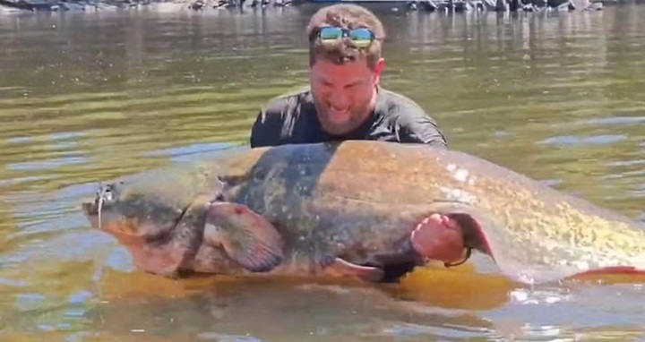 Clip: Cận cảnh câu cá trê khổng lồ nặng 102 kg, dài 2,33 mét