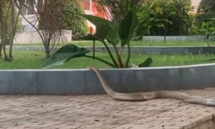 Rắn dài 3m bò vào sân bệnh viện ở Đắk Lắk là hổ mang chúa