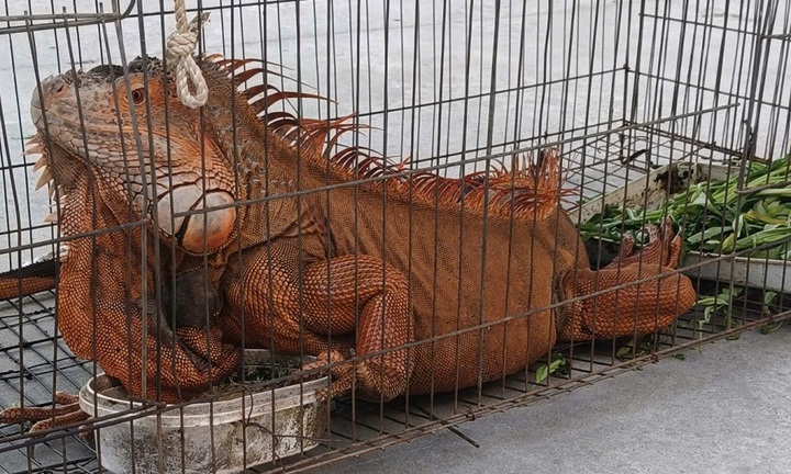 Người dân tự nguyện giao nộp một cá thể rồng Nam Mỹ tại Lâm Đồng