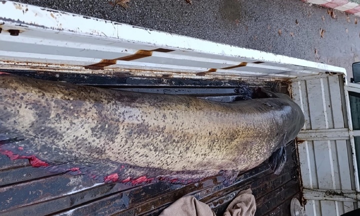 Clip: Cận cảnh ngư dân bắt được cá trê khổng lồ nặng 65 kg 