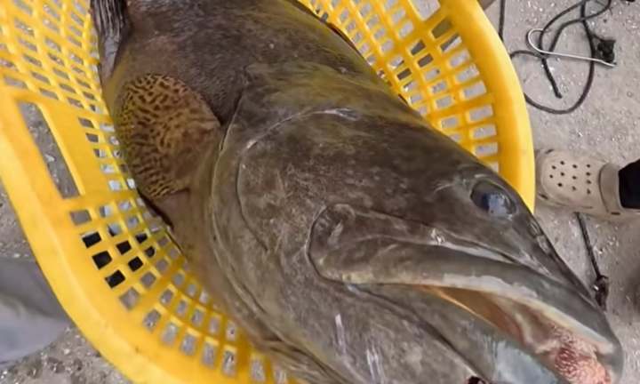 Clip: Ngư dân bắt được cá song vang nặng 35kg, khách chi 30 triệu mua ngay tại chỗ