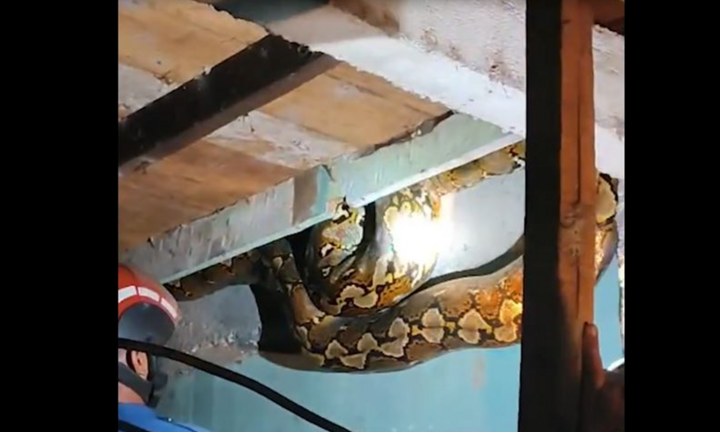 Kinh hoàng trăn khổng lồ dài 8,6m chui vào nhà dân, giải cứu nghẹt thở suốt 1 giờ