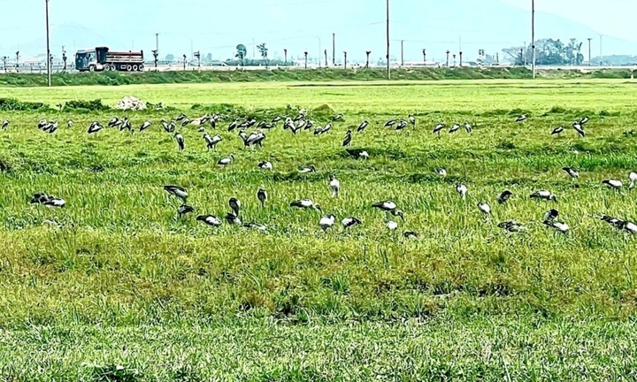 Cận cảnh đàn chim lạ hàng trăm con xuất hiện ở Hà Tĩnh
